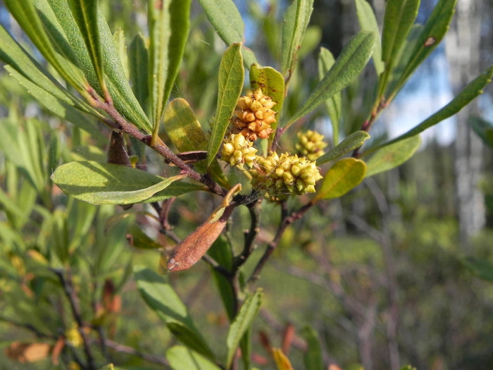 Árbol de la cera - Myrica cerifera - El Nou Garden