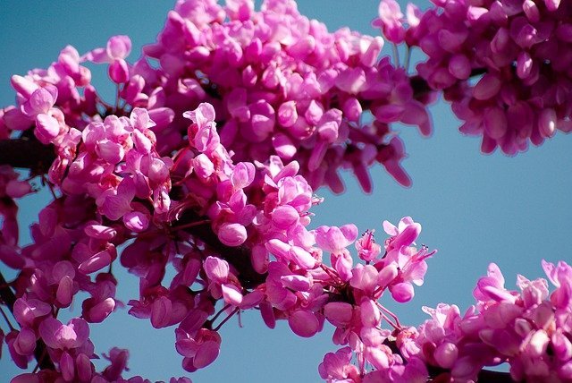 Árbol del amor - Cercis siliquastrum - El Nou Garden
