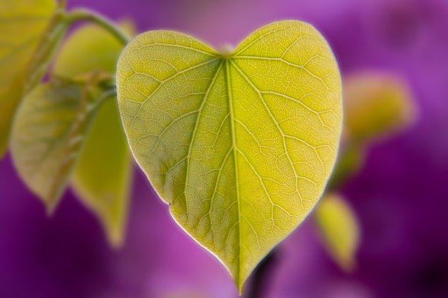 Árbol del amor - Cercis siliquastrum - El Nou Garden