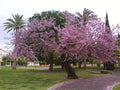 Árbol del amor - Cercis siliquastrum - El Nou Garden