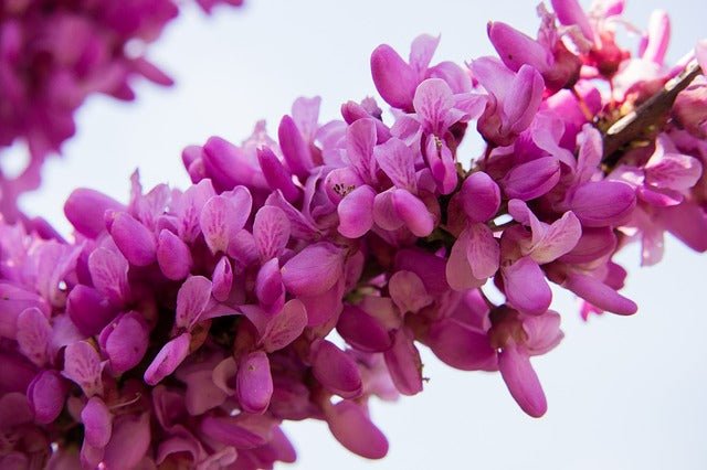 Árbol del amor - Cercis siliquastrum - El Nou Garden