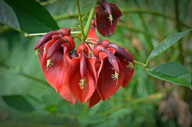 Árbol del coral - Erythrina crista - galli - El Nou Garden