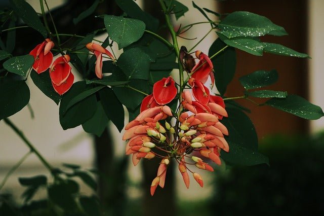 Árbol del coral - Erythrina crista - galli - El Nou Garden
