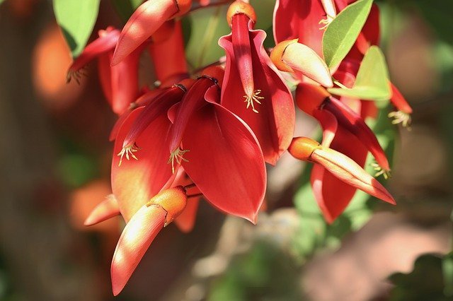 Árbol del coral - Erythrina crista - galli - El Nou Garden