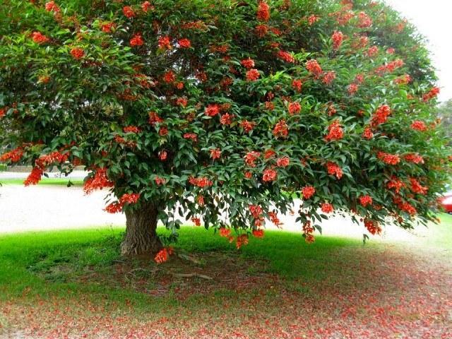 Árbol del coral - Erythrina crista - galli - El Nou Garden