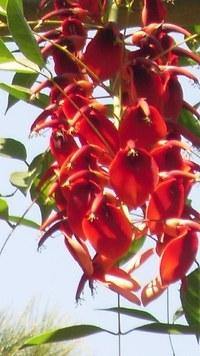 Árbol del coral - Erythrina crista - galli - El Nou Garden