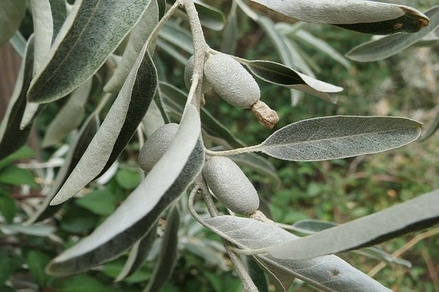 Árbol del paraíso - Elaeagnus angustifolia - El Nou Garden