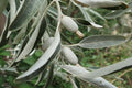 Árbol del paraíso - Elaeagnus angustifolia - El Nou Garden