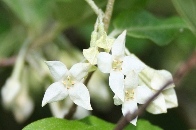 Árbol del paraíso - Elaeagnus angustifolia - El Nou Garden