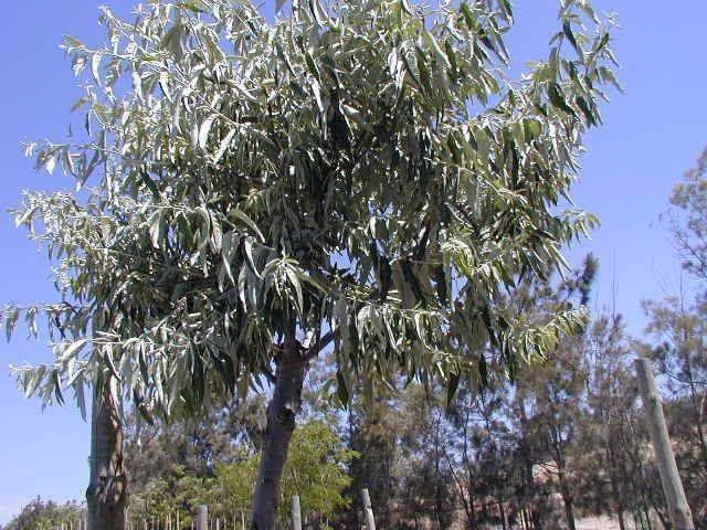 Árbol del paraíso - Elaeagnus angustifolia - El Nou Garden