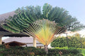 Árbol del viajero - Ravenala madagascariensis - El Nou Garden