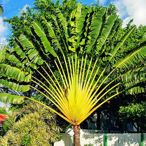 Árbol del viajero - Ravenala madagascariensis - El Nou Garden