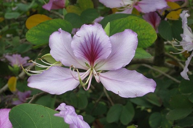 Árbol orquídea - Bauhinia variegata - El Nou Garden