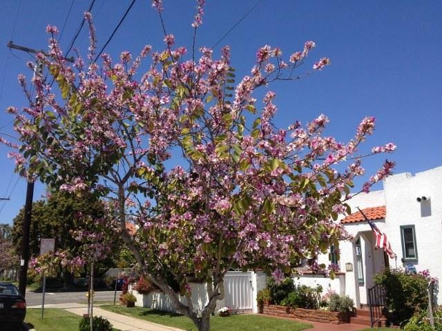 Árbol orquídea - Bauhinia variegata - El Nou Garden