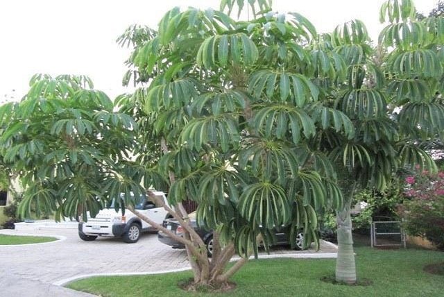 Árbol paraguas - Schefflera actinophylla - El Nou Garden