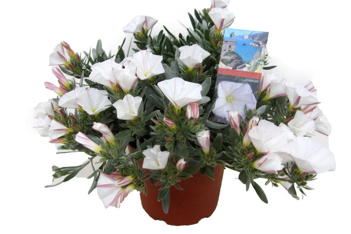 Arbusto plateado - Convolvulus cneorum - El Nou Garden