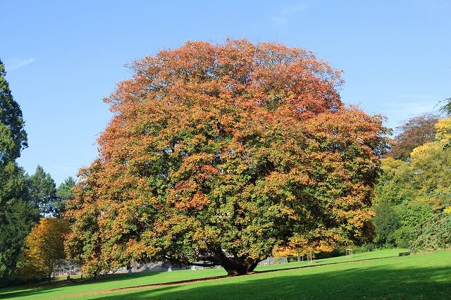 Arce blanco - Acer pseudoplatanus - El Nou Garden