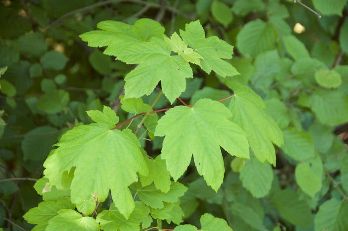 Arce blanco - Acer pseudoplatanus - El Nou Garden