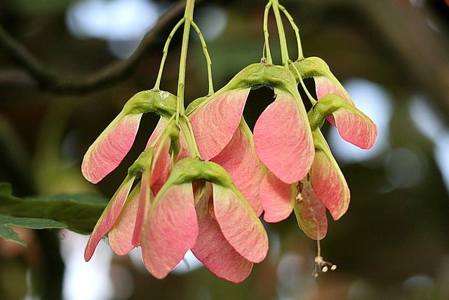 Arce blanco - Acer pseudoplatanus - El Nou Garden