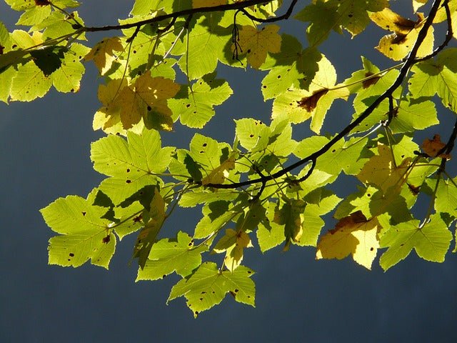 Arce blanco - Acer pseudoplatanus - El Nou Garden