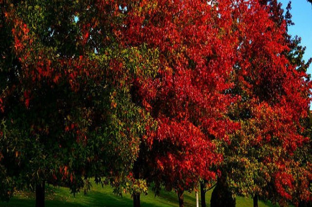 Arce con hojas de fresno - Acer negundo - El Nou Garden