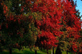 Arce con hojas de fresno - Acer negundo - El Nou Garden