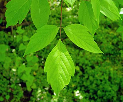 Arce con hojas de fresno - Acer negundo - El Nou Garden