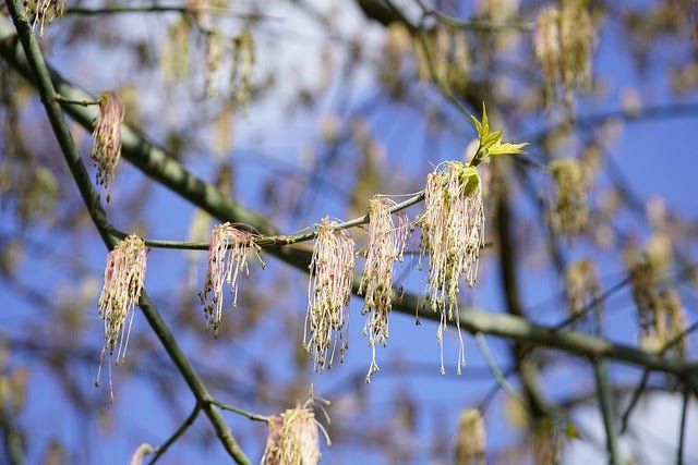 Arce con hojas de fresno - Acer negundo - El Nou Garden