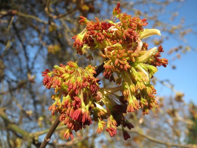 Arce con hojas de fresno - Acer negundo - El Nou Garden