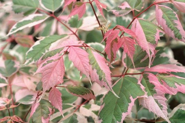 Arce con hojas de fresno Flamingo - Acer negundo - El Nou Garden