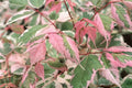 Arce con hojas de fresno Flamingo - Acer negundo - El Nou Garden