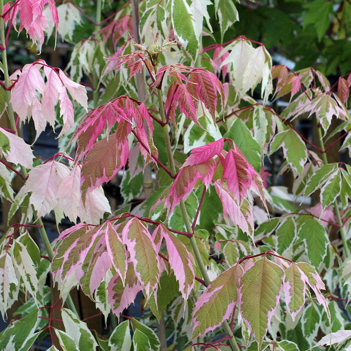 Arce con hojas de fresno Flamingo - Acer negundo - El Nou Garden