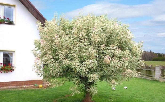 Arce con hojas de fresno Flamingo - Acer negundo - El Nou Garden