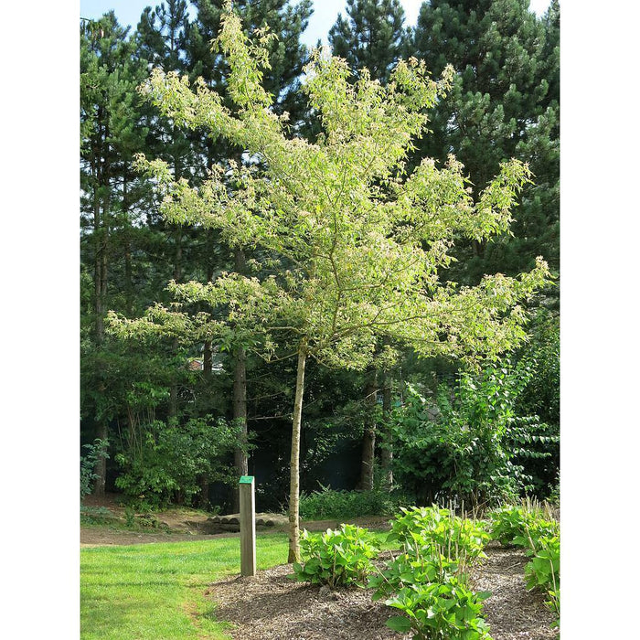 Arce con hojas de fresno Flamingo - Acer negundo - El Nou Garden