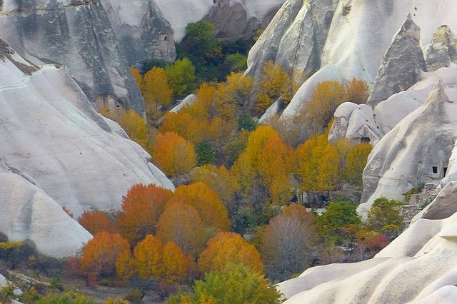 Arce de Capadocia - Acer cappadocicum - El Nou Garden