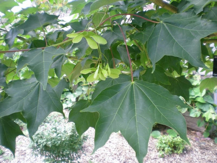 Arce de Capadocia - Acer cappadocicum - El Nou Garden