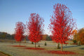 Arce de Freeman Autumn Blaze - Acer x fremanii - El Nou Garden