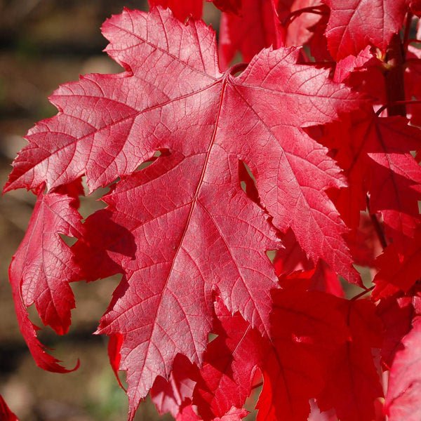 Arce de Freeman Autumn Blaze - Acer x fremanii - El Nou Garden