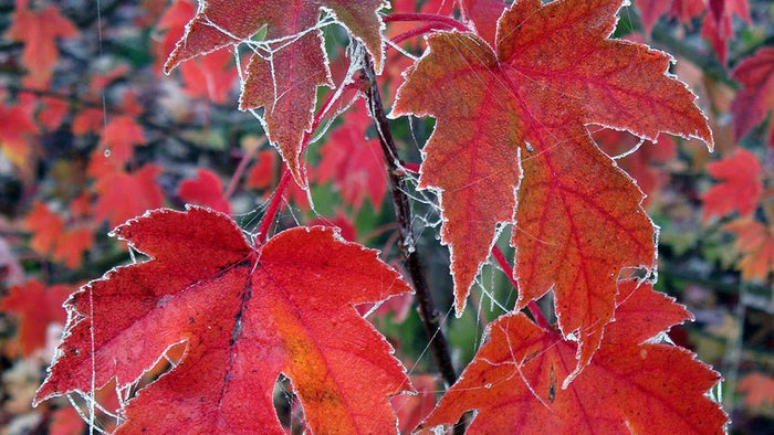 Arce de Freeman Autumn Blaze - Acer x fremanii - El Nou Garden