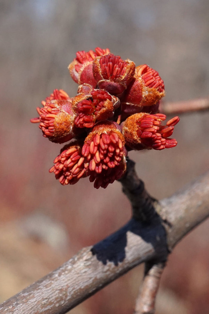 Arce de Freeman Autumn Blaze - Acer x fremanii - El Nou Garden