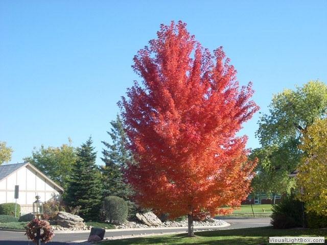 Arce de Freeman Autumn Blaze - Acer x fremanii - El Nou Garden