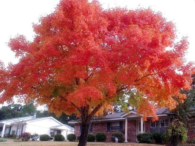 Arce de Freeman Autumn Blaze - Acer x fremanii - El Nou Garden