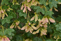 Arce de Montpellier - Acer monspessulanum - El Nou Garden