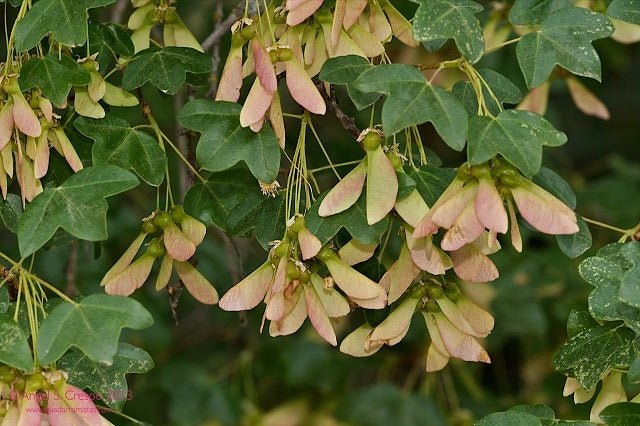 Arce de Montpellier - Acer monspessulanum - El Nou Garden