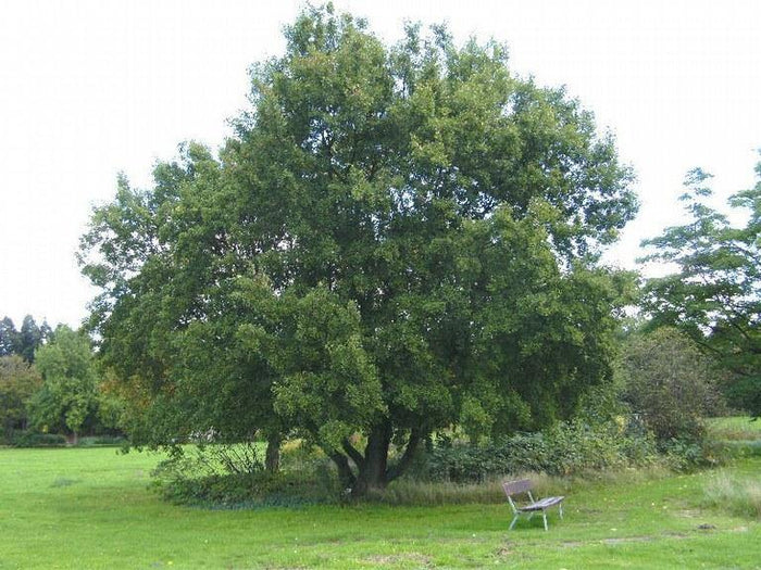 Arce de Montpellier - Acer monspessulanum - El Nou Garden