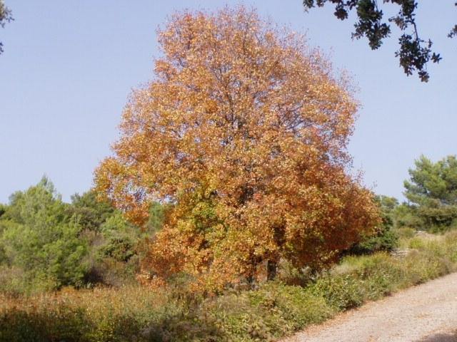Arce de Montpellier - Acer monspessulanum - El Nou Garden