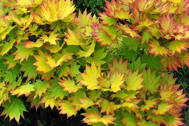 Arce de Shirasawa Aureum - Acer shirasawanum - El Nou Garden