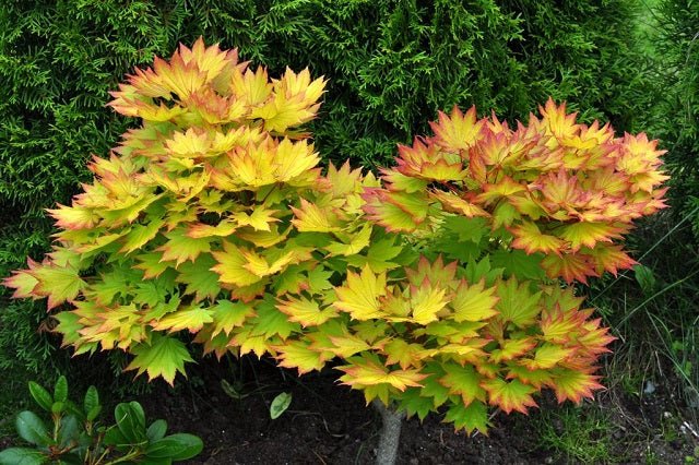 Arce de Shirasawa Aureum - Acer shirasawanum - El Nou Garden