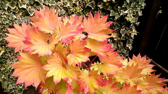 Arce de Shirasawa Aureum - Acer shirasawanum - El Nou Garden
