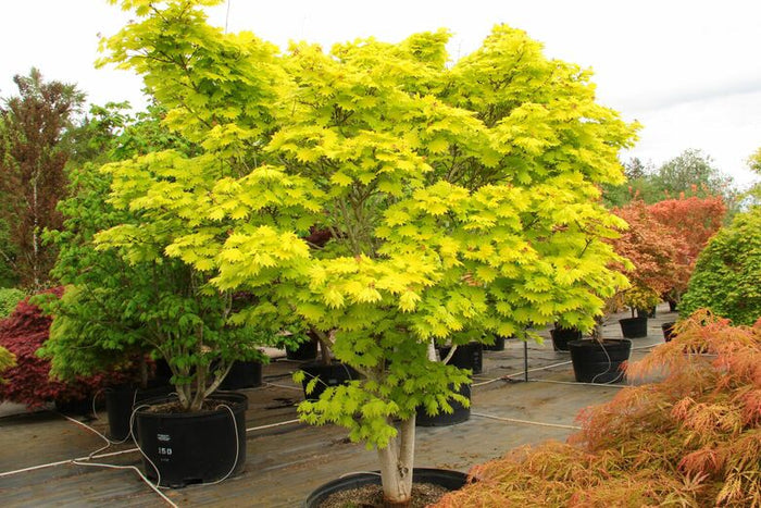 Arce de Shirasawa Aureum - Acer shirasawanum - El Nou Garden